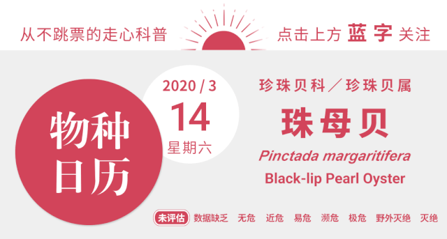 看过老铁开蚌没？看完蚌都要气昏厥