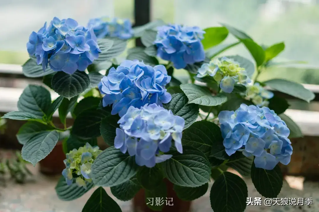 9平米阳台，也能四季有花