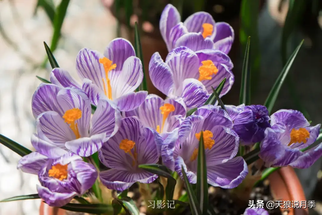 不锈钢花架制作方法_不锈钢花架子_不锈钢花架