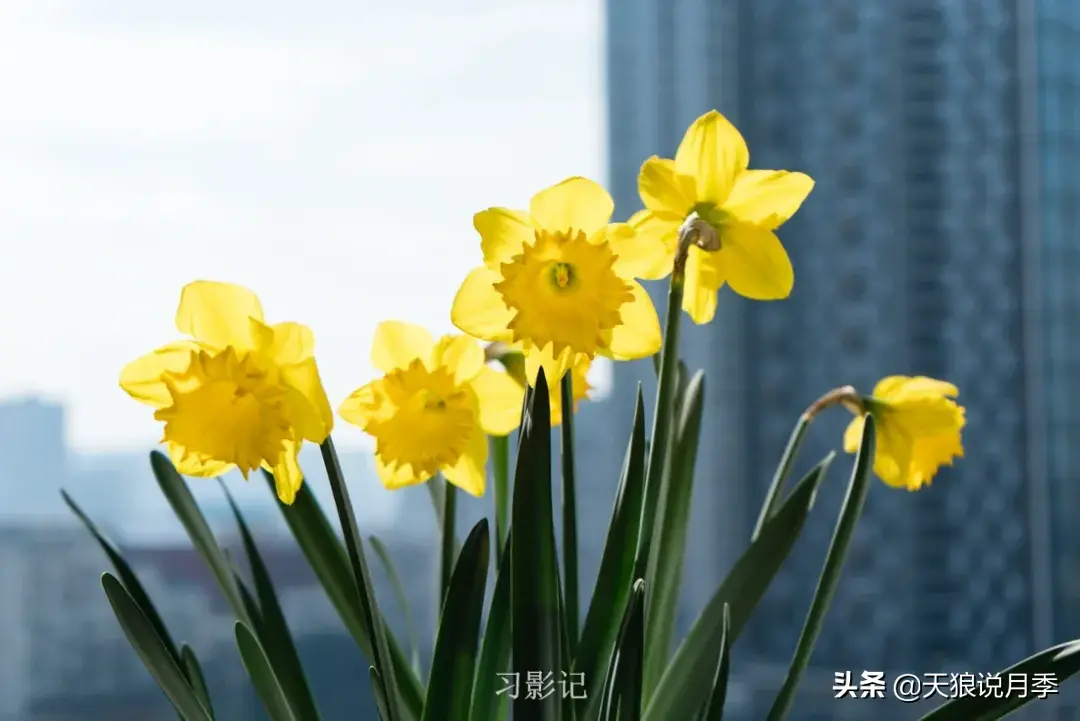 不锈钢花架制作方法_不锈钢花架_不锈钢花架子