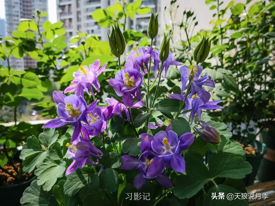 不锈钢花架子_不锈钢花架_不锈钢花架制作方法