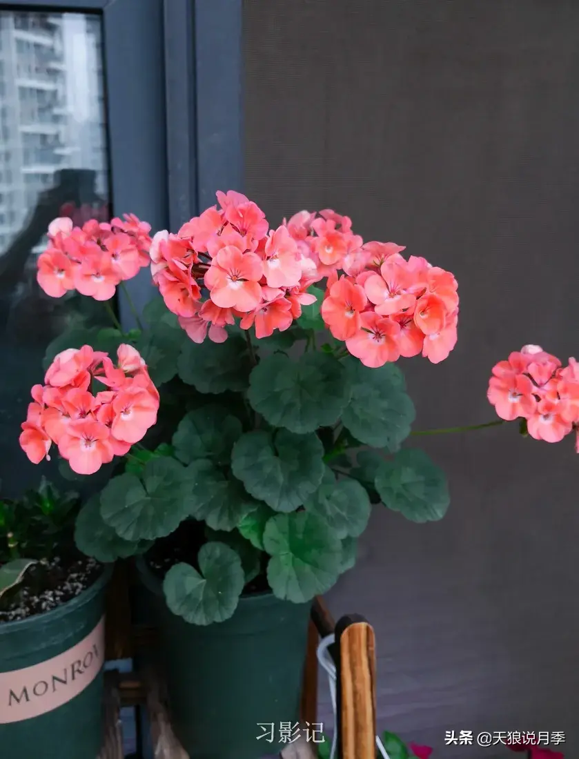 不锈钢花架子_不锈钢花架_不锈钢花架制作方法