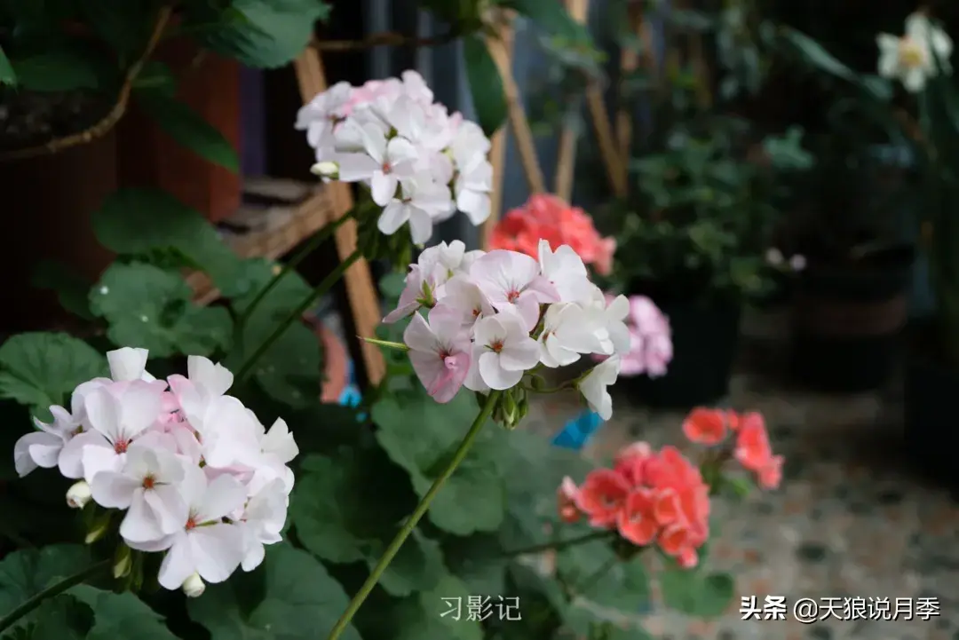 不锈钢花架制作方法_不锈钢花架_不锈钢花架子