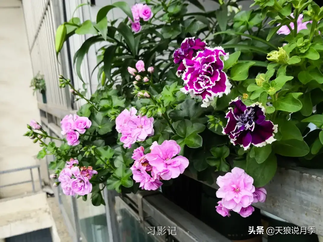 不锈钢花架子_不锈钢花架_不锈钢花架制作方法