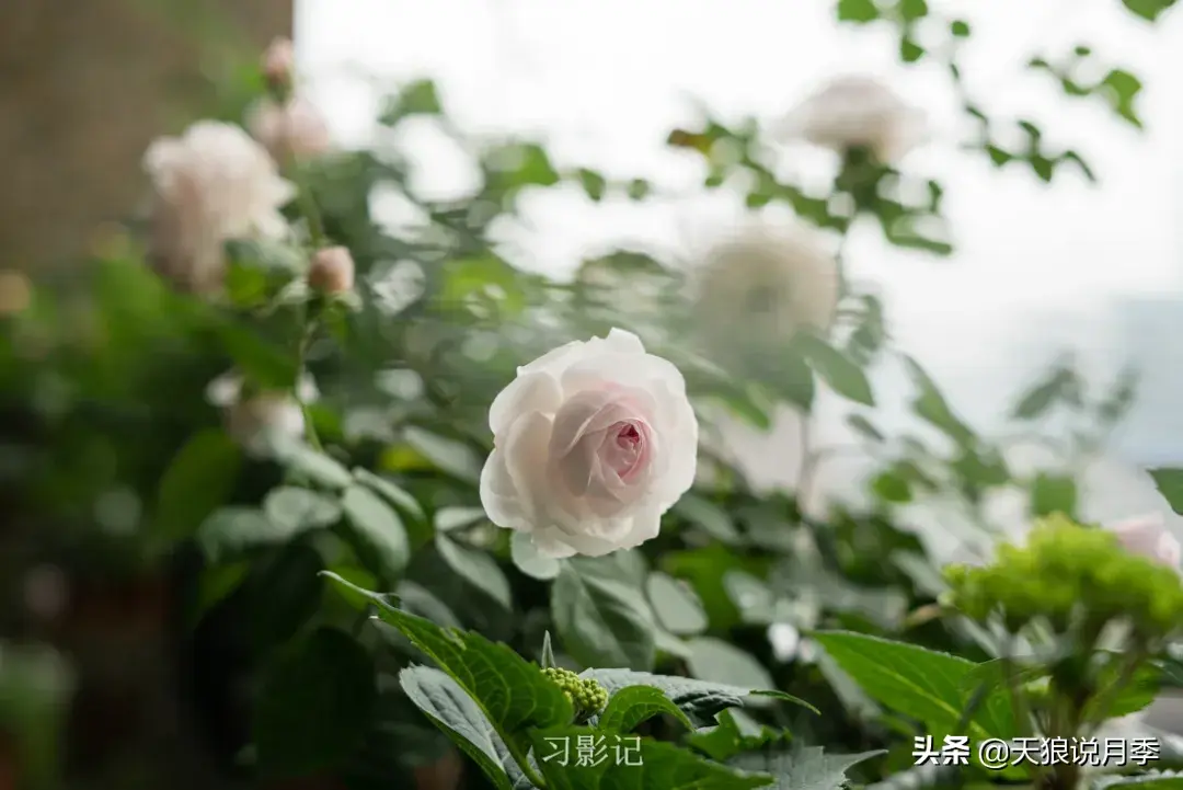 不锈钢花架_不锈钢花架子_不锈钢花架制作方法