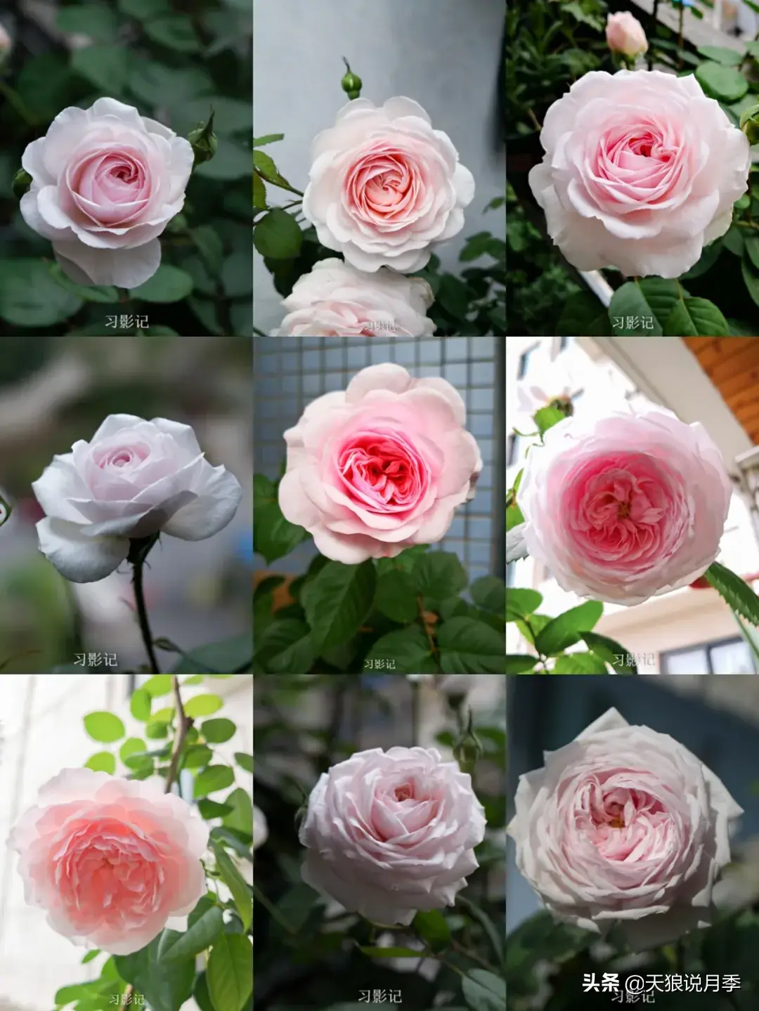 不锈钢花架_不锈钢花架制作方法_不锈钢花架子