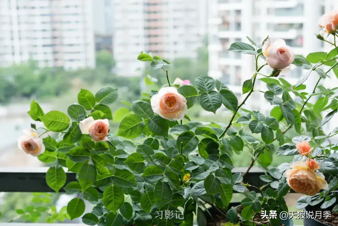 不锈钢花架子_不锈钢花架制作方法_不锈钢花架