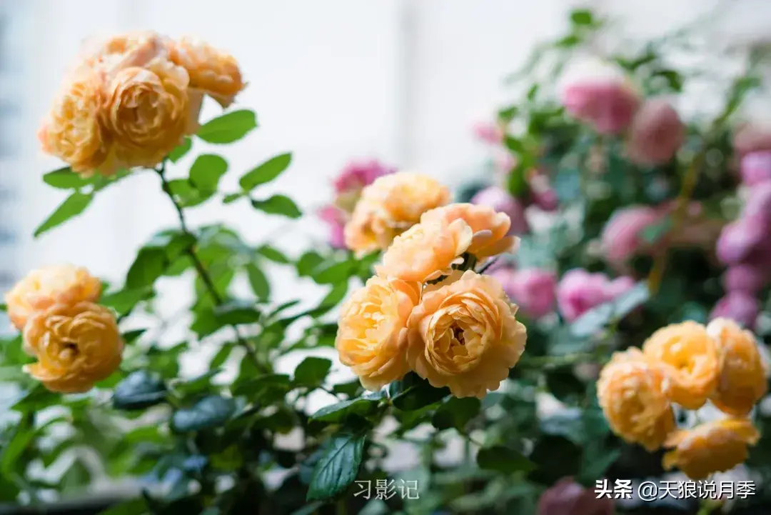 不锈钢花架制作方法_不锈钢花架子_不锈钢花架