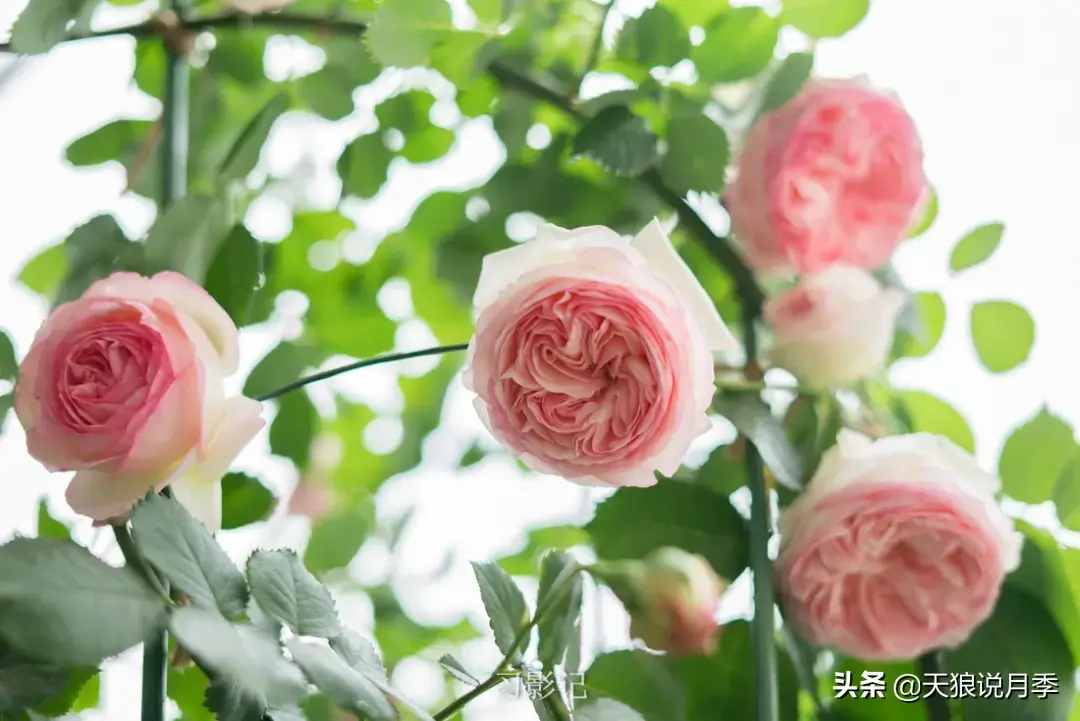 不锈钢花架制作方法_不锈钢花架子_不锈钢花架