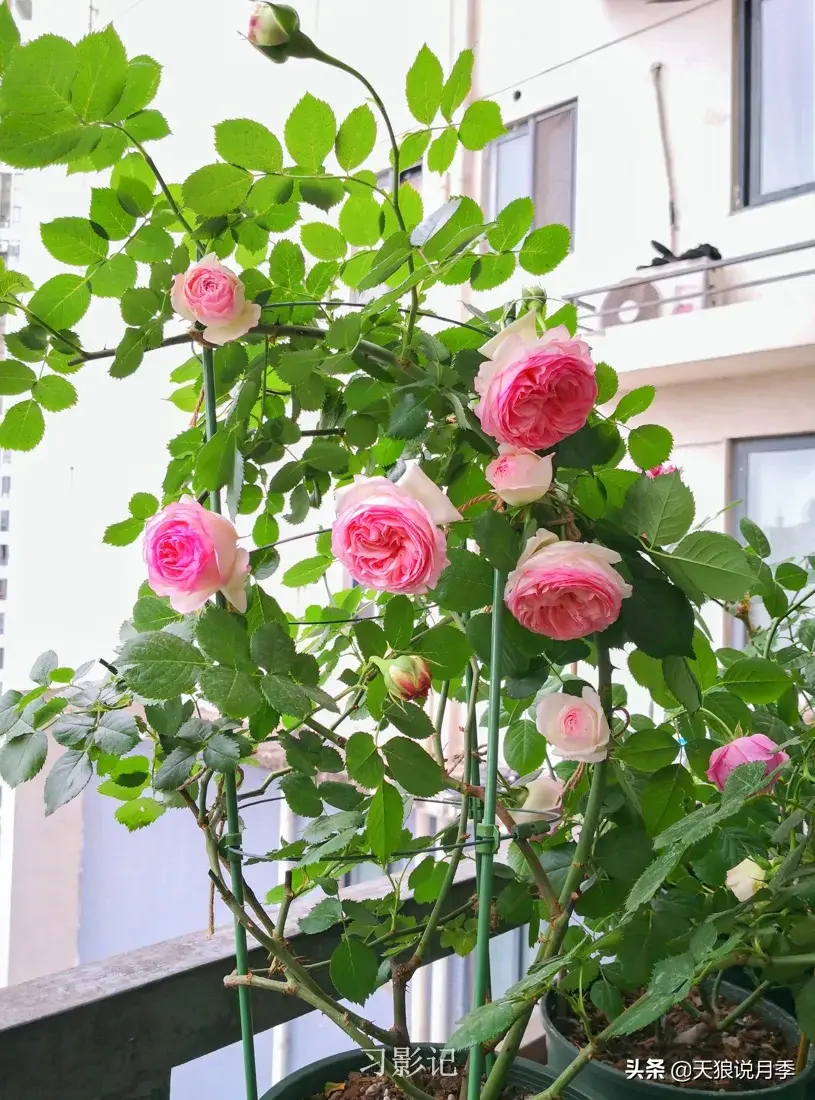 不锈钢花架_不锈钢花架子_不锈钢花架制作方法
