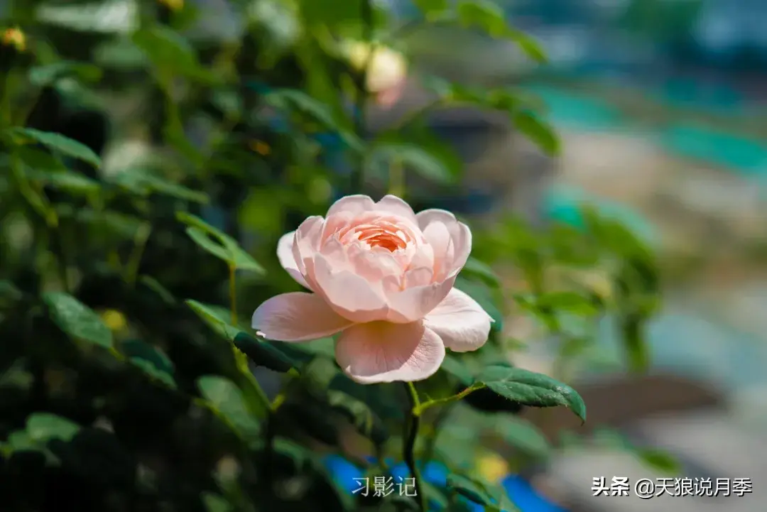 不锈钢花架子_不锈钢花架制作方法_不锈钢花架