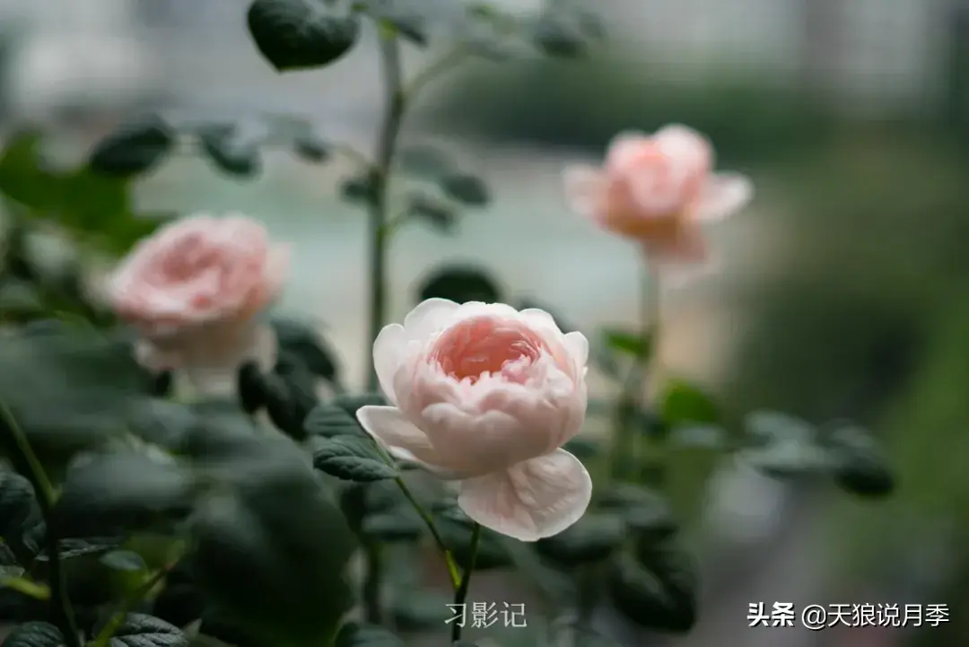 不锈钢花架_不锈钢花架制作方法_不锈钢花架子