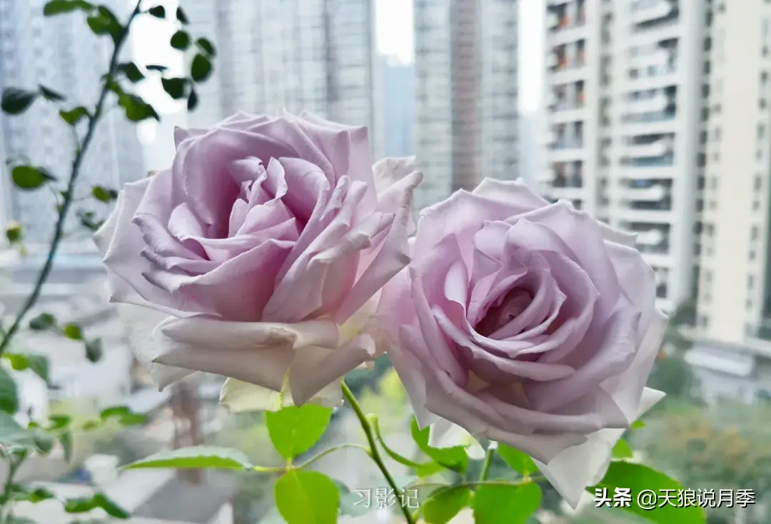 不锈钢花架制作方法_不锈钢花架_不锈钢花架子
