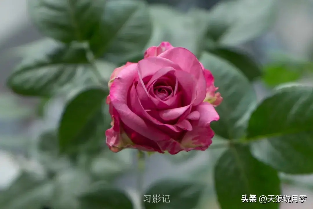 不锈钢花架子_不锈钢花架制作方法_不锈钢花架