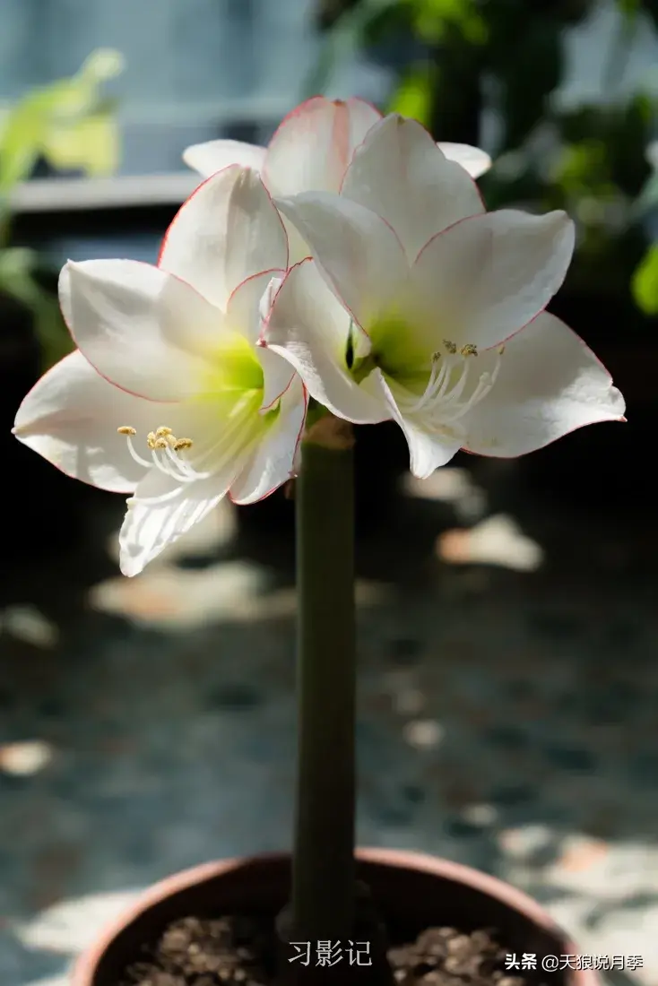 不锈钢花架制作方法_不锈钢花架子_不锈钢花架