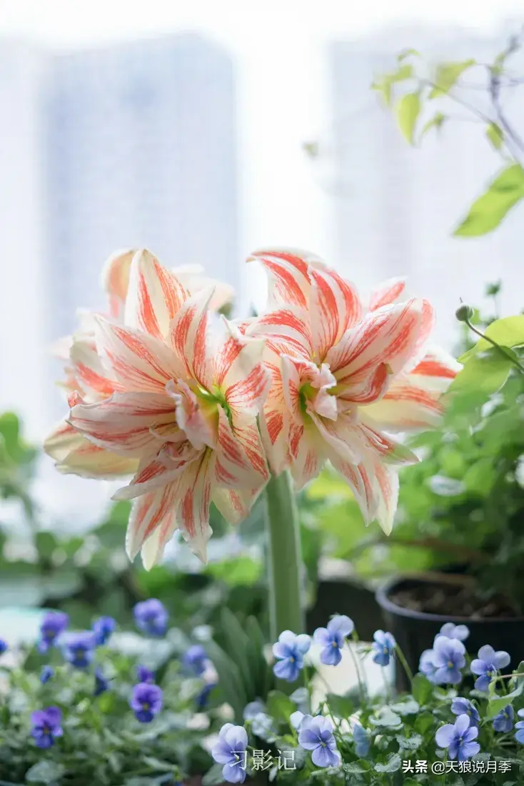 不锈钢花架子_不锈钢花架_不锈钢花架制作方法