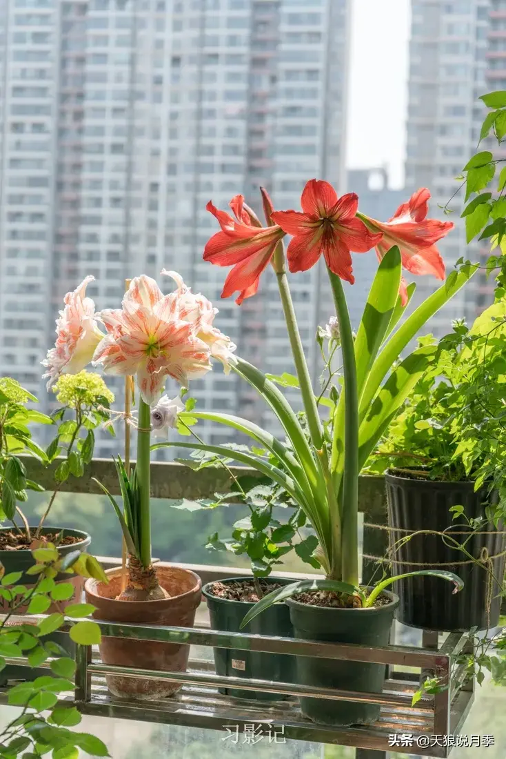 不锈钢花架_不锈钢花架制作方法_不锈钢花架子
