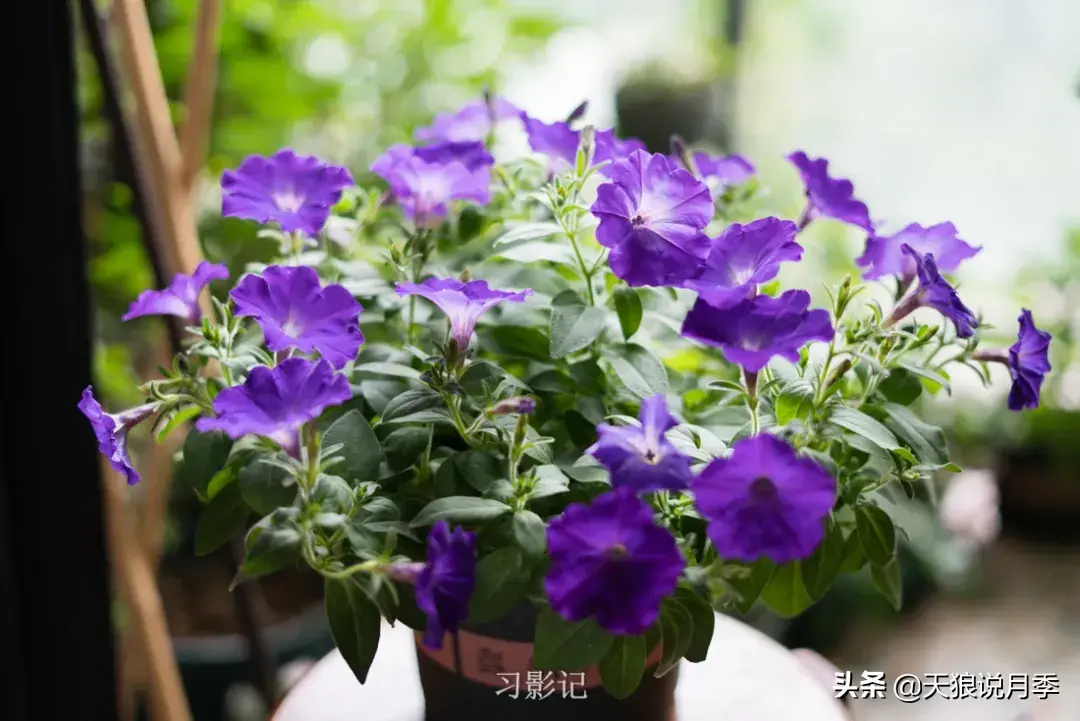 不锈钢花架制作方法_不锈钢花架_不锈钢花架子