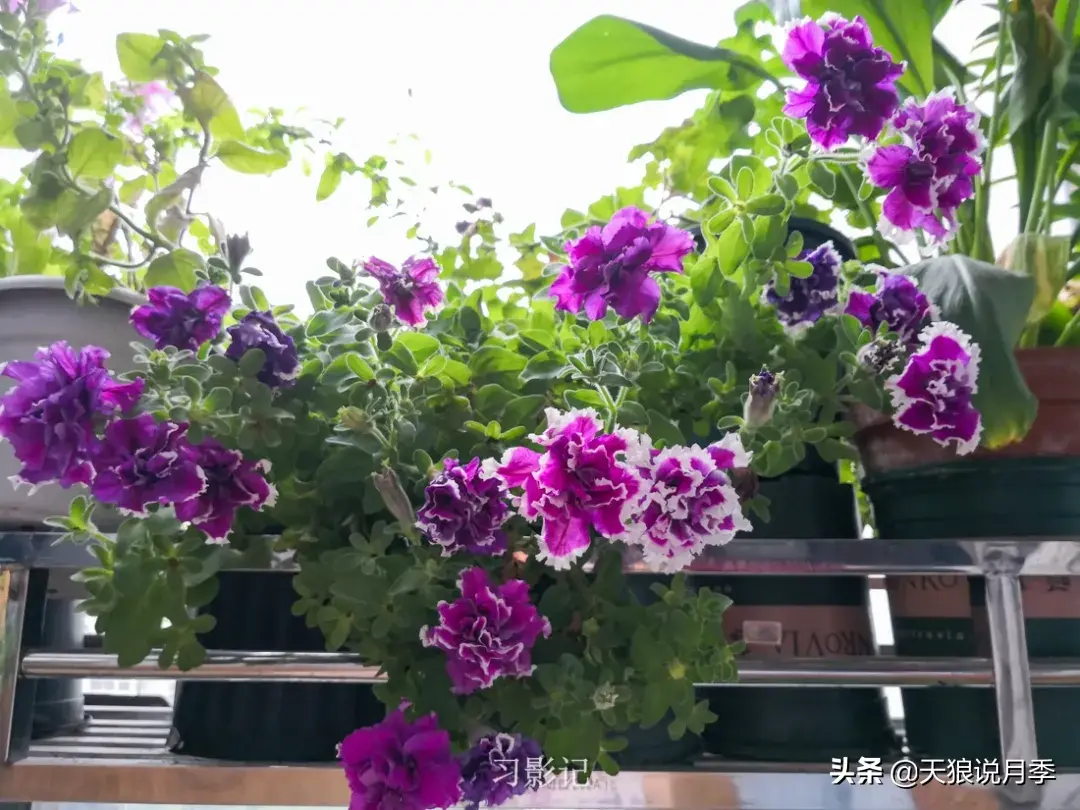 不锈钢花架子_不锈钢花架_不锈钢花架制作方法