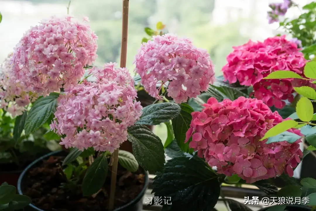 不锈钢花架_不锈钢花架子_不锈钢花架制作方法
