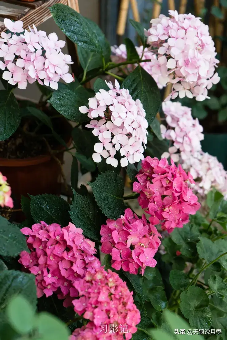 不锈钢花架_不锈钢花架子_不锈钢花架制作方法