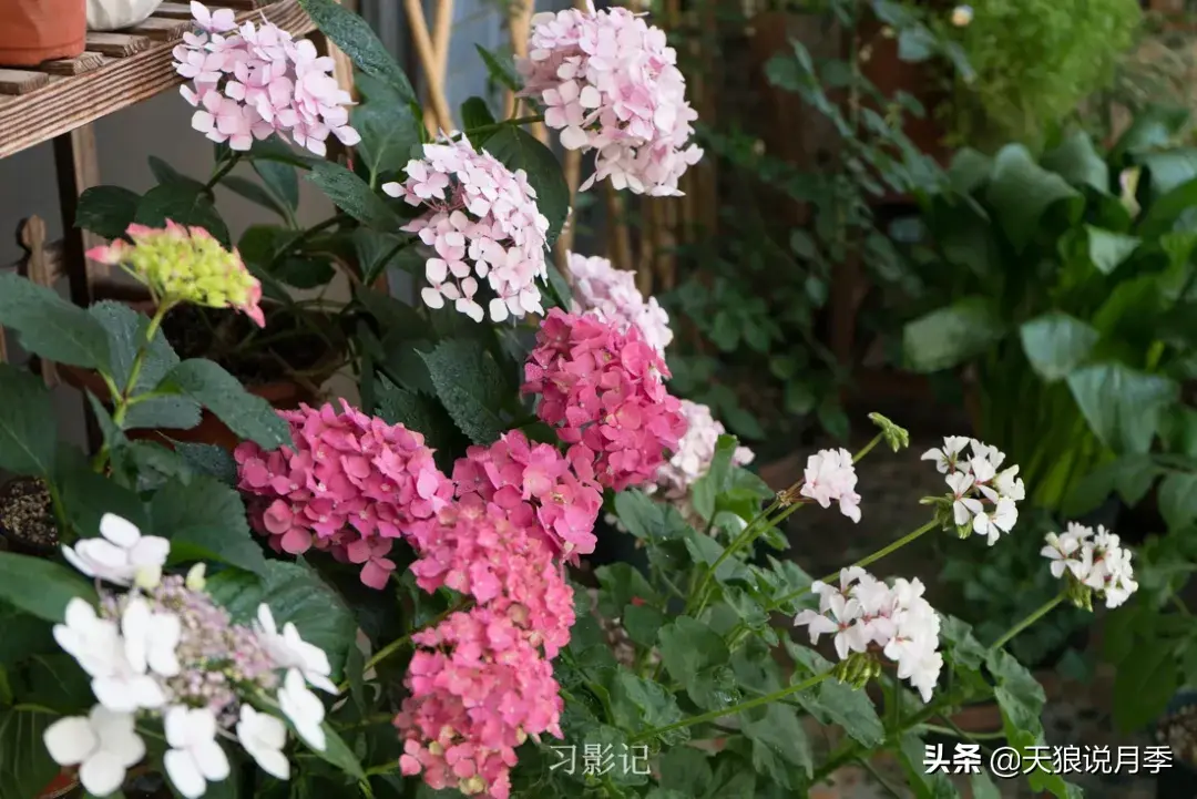 不锈钢花架_不锈钢花架制作方法_不锈钢花架子