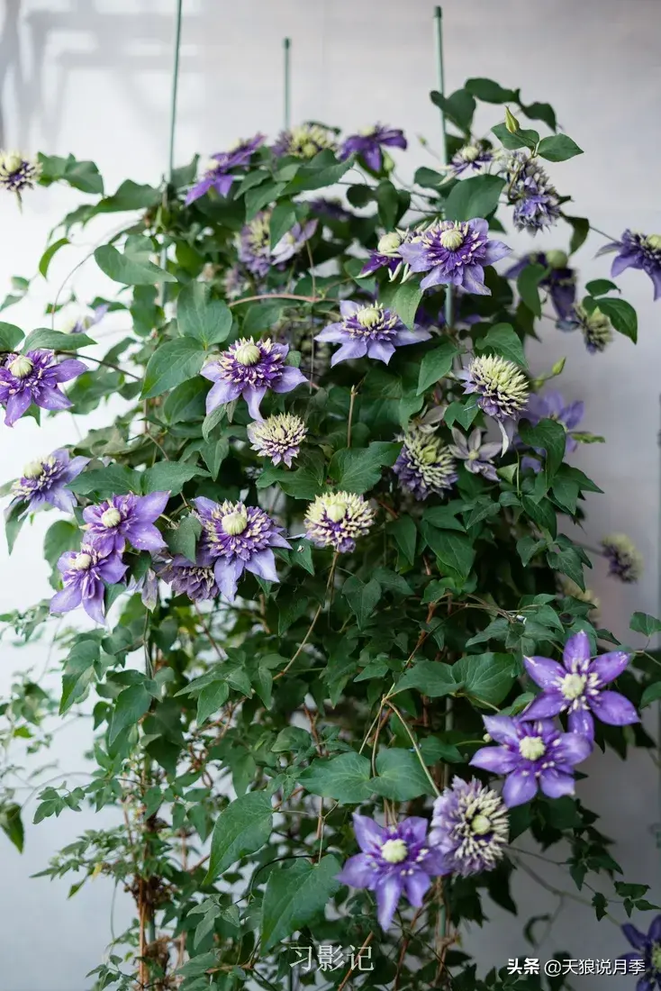不锈钢花架_不锈钢花架制作方法_不锈钢花架子