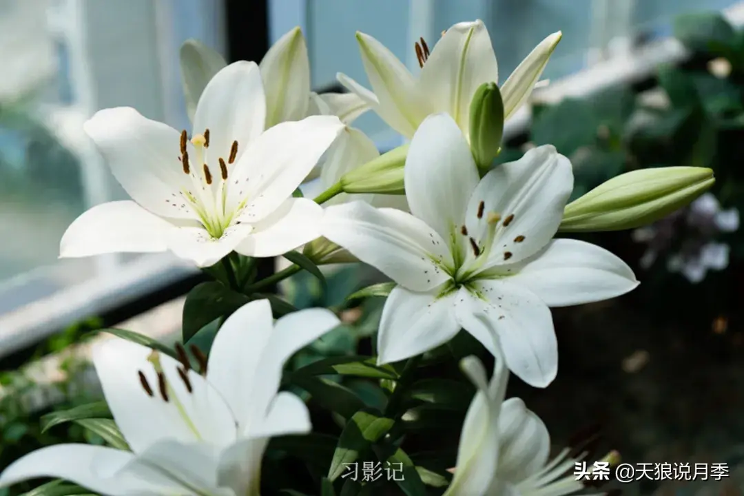 不锈钢花架子_不锈钢花架_不锈钢花架制作方法