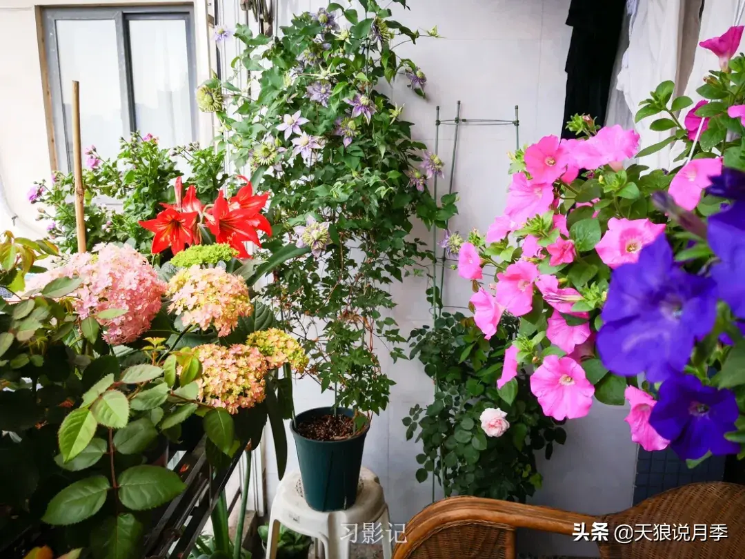 不锈钢花架制作方法_不锈钢花架_不锈钢花架子