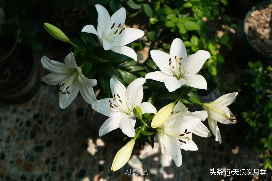 不锈钢花架子_不锈钢花架制作方法_不锈钢花架
