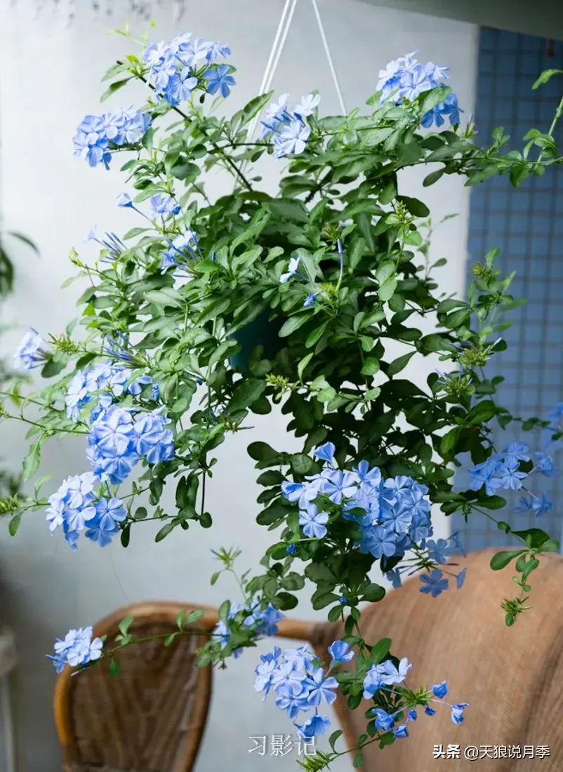 不锈钢花架_不锈钢花架制作方法_不锈钢花架子