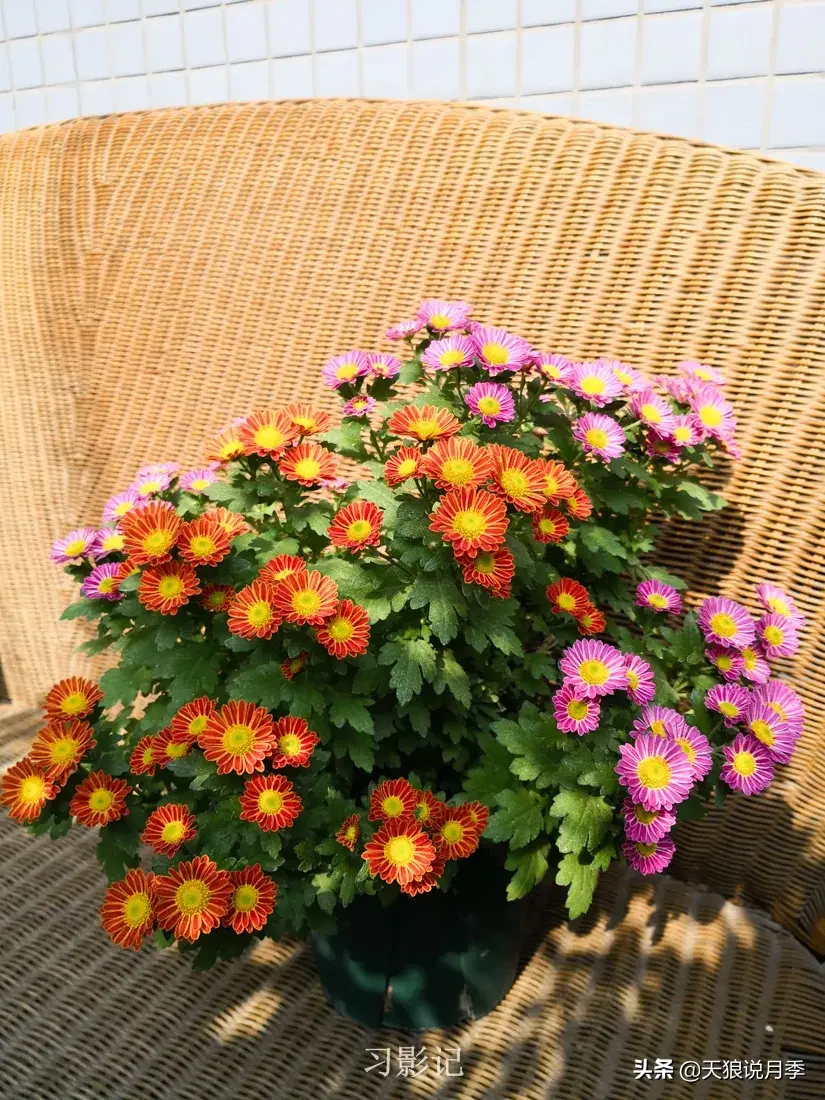 不锈钢花架子_不锈钢花架制作方法_不锈钢花架
