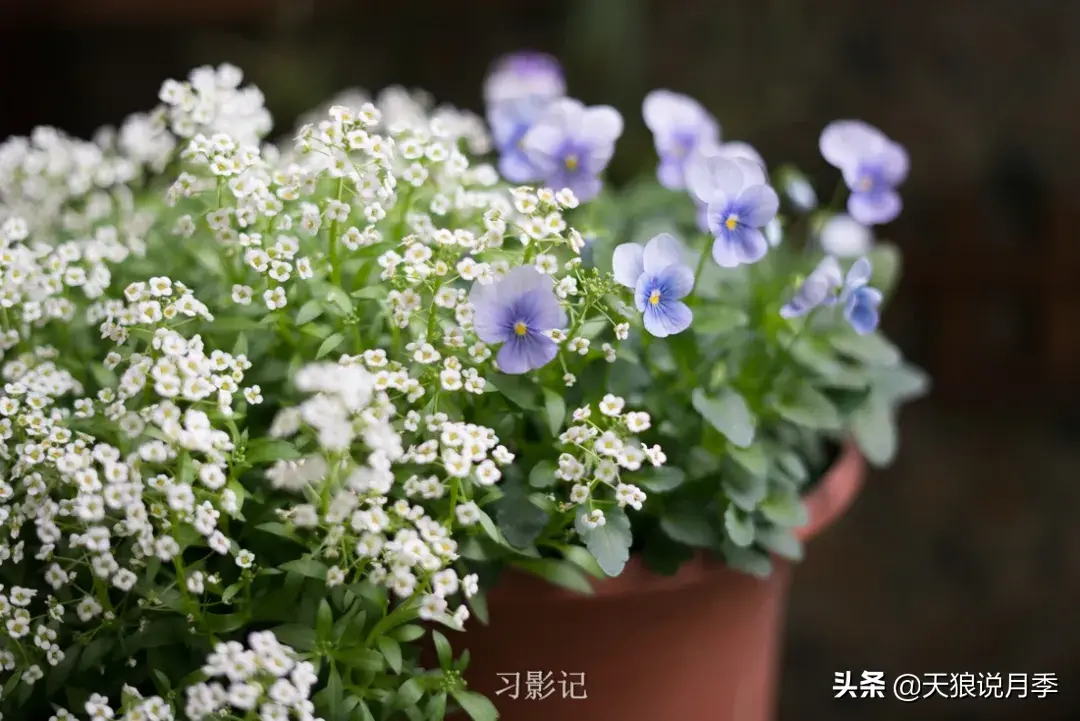 不锈钢花架_不锈钢花架子_不锈钢花架制作方法