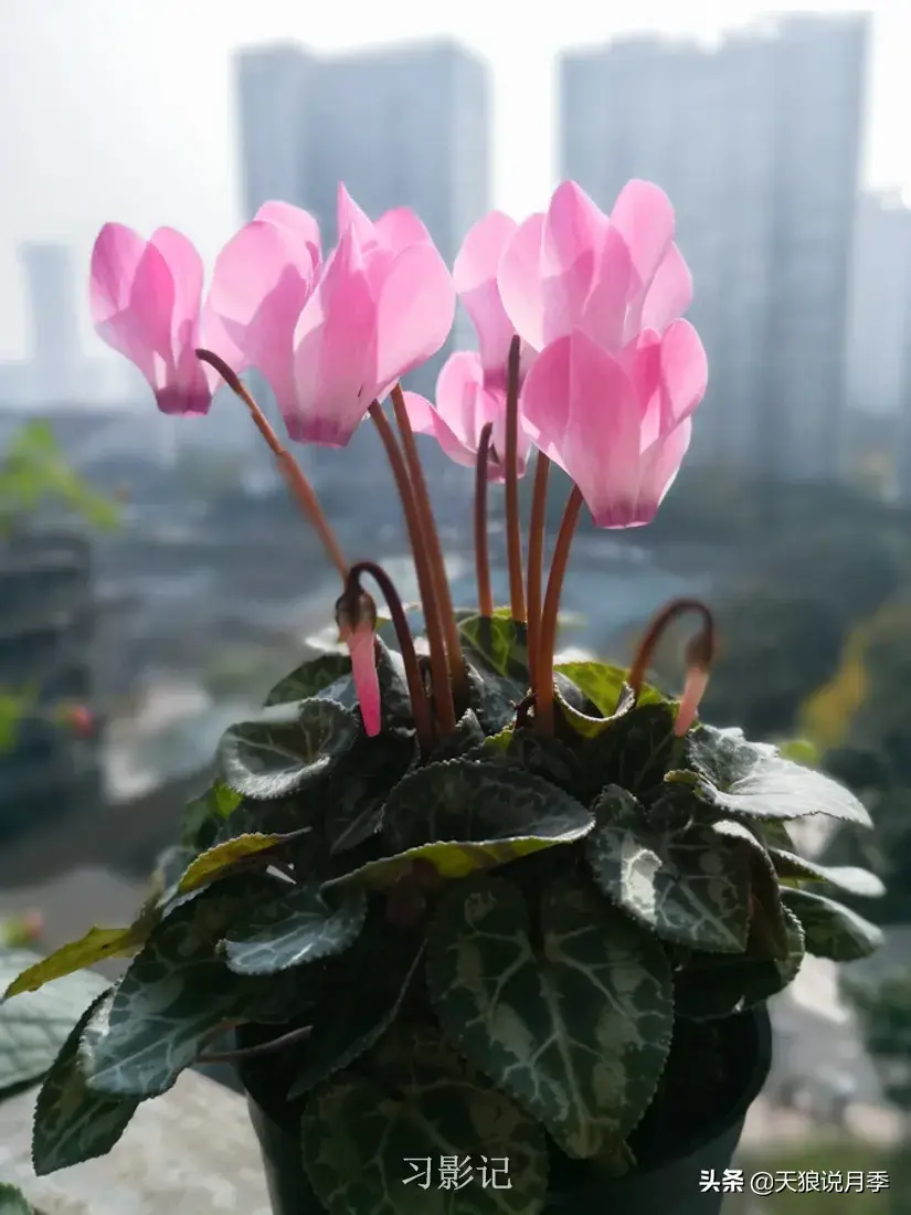 不锈钢花架子_不锈钢花架制作方法_不锈钢花架