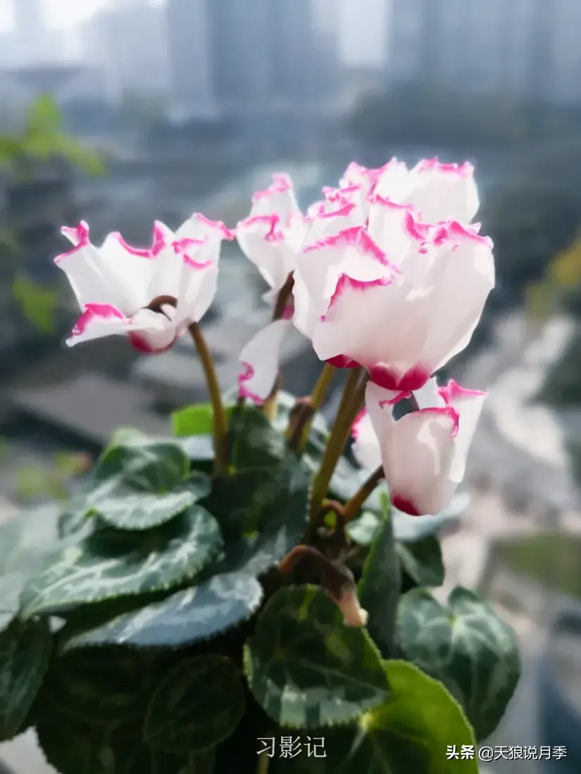 不锈钢花架_不锈钢花架制作方法_不锈钢花架子
