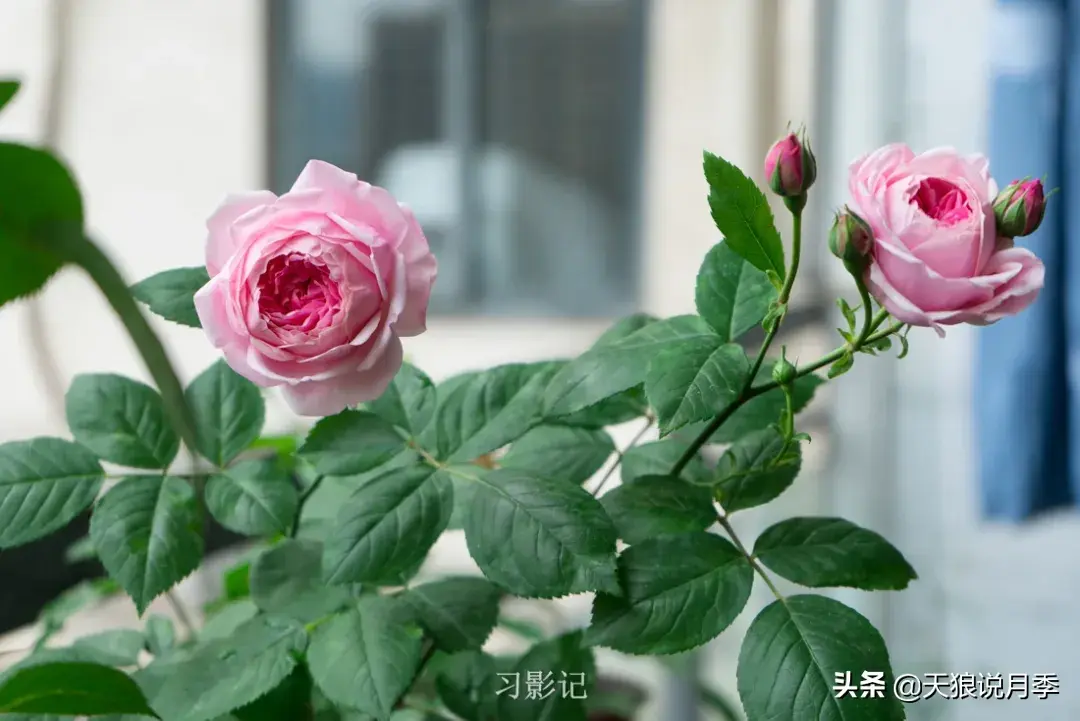 不锈钢花架_不锈钢花架子_不锈钢花架制作方法