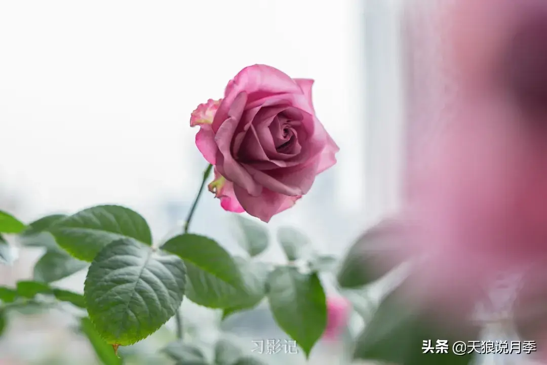 不锈钢花架子_不锈钢花架_不锈钢花架制作方法