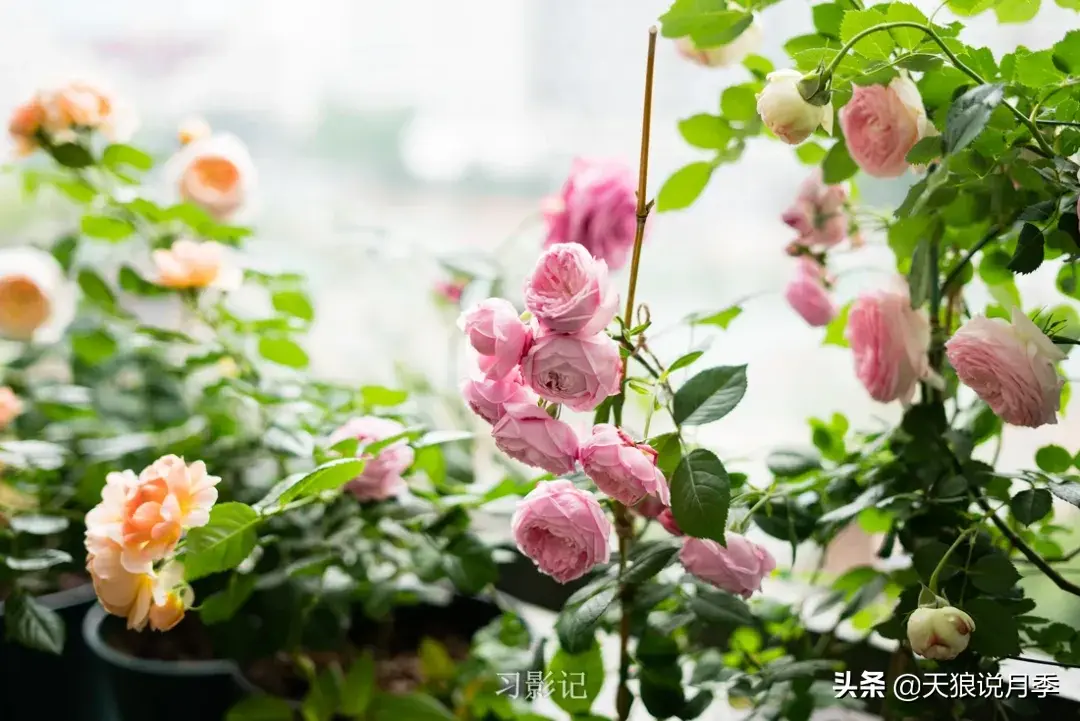 不锈钢花架制作方法_不锈钢花架_不锈钢花架子