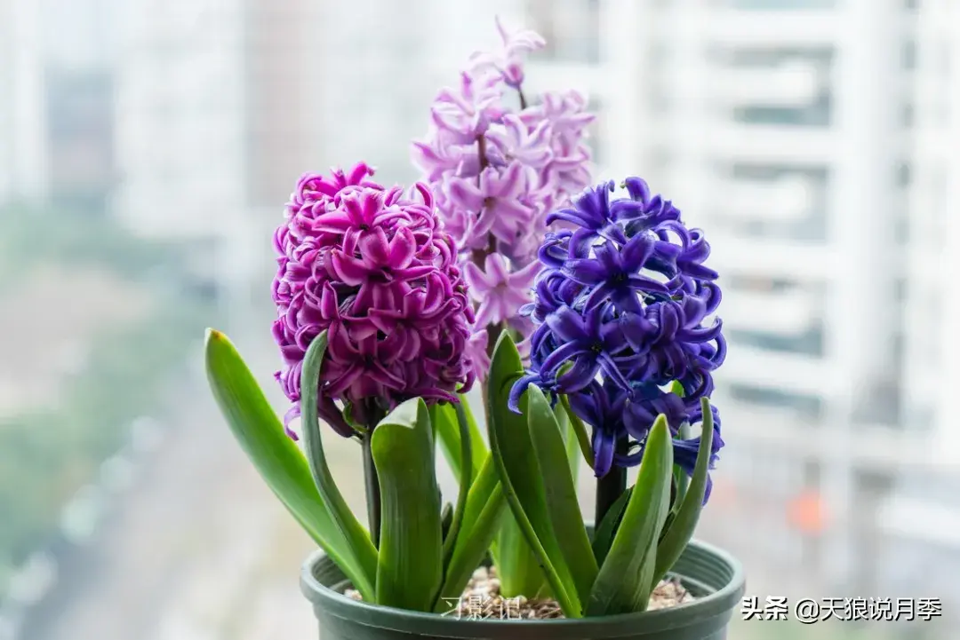 不锈钢花架制作方法_不锈钢花架子_不锈钢花架